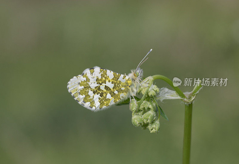 桔头蝴蝶(Anthocharis cardamines)